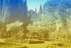 Tlemcen 502- Jardin public COLLECTION DES AMIS DE ND DE SANTA CRUZ